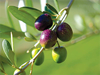 Mature Olive Trees